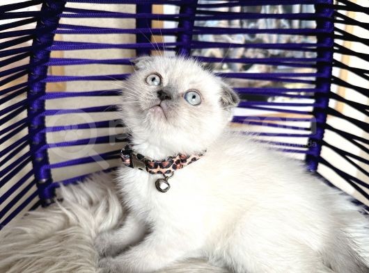 Scottish Fold Bluepoint görsel