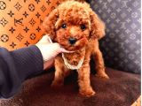 KORENİN BEBEĞİ TOY BOY POODLE YAVRULAR