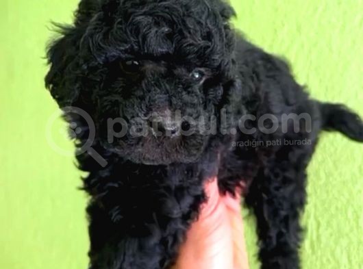 A Kalite Di̇şi̇ Toy Poodle Yavrumuz görsel