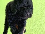 A Kalite Di̇şi̇ Toy Poodle Yavrumuz