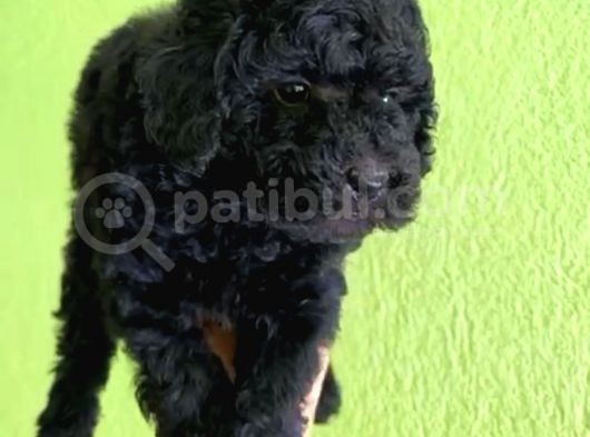 A Kalite Di̇şi̇ Toy Poodle Yavrumuz görsel