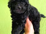 A Kalite DİŞİ Toy Poodle Yavrumuz