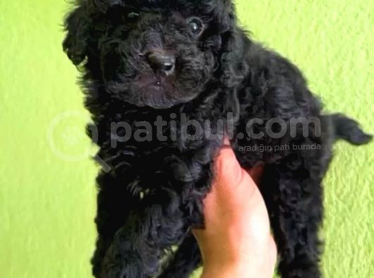 A Kalite Di̇şi̇ Toy Poodle Yavrumuz
