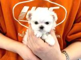 Teacup Maltese Terrier Bebekler
