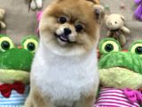 Üst Class Pomeranian Boo
