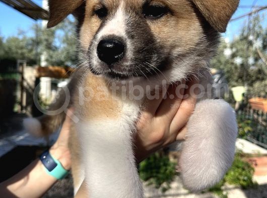 Japon Akita Yavrularımız görsel