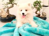 Ayi̇ Yavrusu Samoyed A Kali̇te Irk