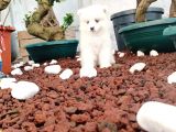 Ayi̇ Yavrusu Samoyed A Kali̇te Irk
