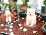 AYİ YAVRUSU SAMOYED A KALİTE IRK