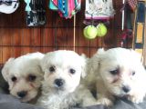 Bembeyaz Maltese Terri̇er 0 Numara