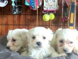 Bembeyaz Maltese Terri̇er 0 Numara