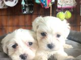 Bembeyaz Maltese Terri̇er 0 Numara