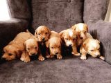Mükemmel Sağlıklı Maltipoo Yavrularımız