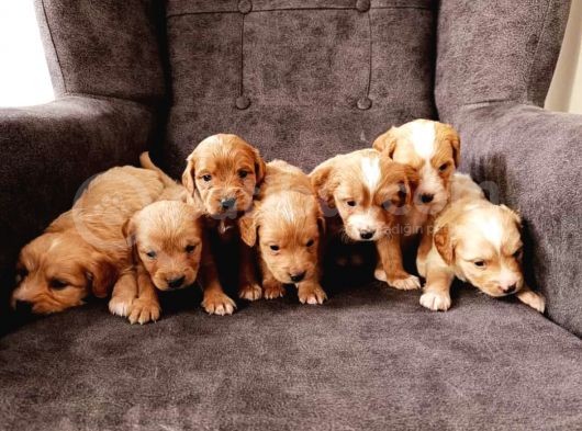 Mükemmel Sağlıklı Maltipoo Yavrularımız görsel