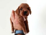 Mükemmel Sağlıklı Maltipoo Yavrularımız