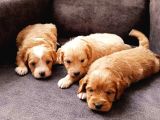 Mükemmel Sağlıklı Maltipoo Yavrularımız