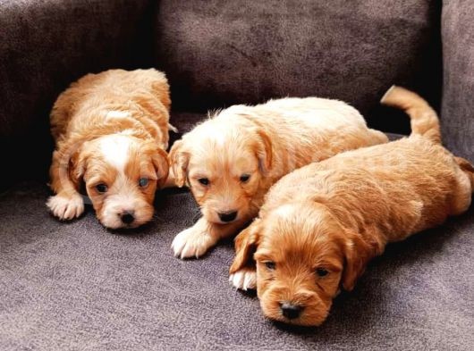 Mükemmel Sağlıklı Maltipoo Yavrularımız görsel