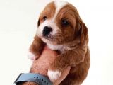 Mükemmel Sağlıklı Maltipoo Yavrularımız