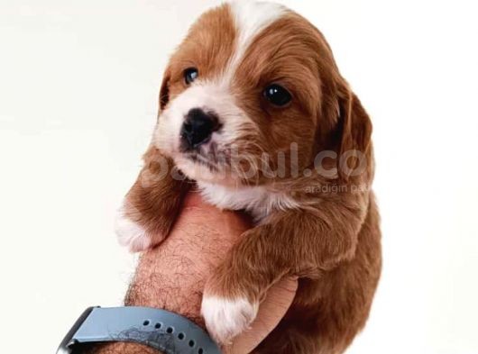 Mükemmel Sağlıklı Maltipoo Yavrularımız görsel