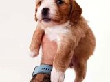 Mükemmel Sağlıklı Maltipoo Yavrularımız