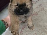 Ankaradan A Kali̇te Chow Chow Bebekler