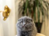 Oyuncu Ayi Surat Scotti̇sh Fold Yavrumuz