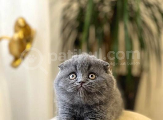 Oyuncu Ayi Surat Scotti̇sh Fold Yavrumuz görsel