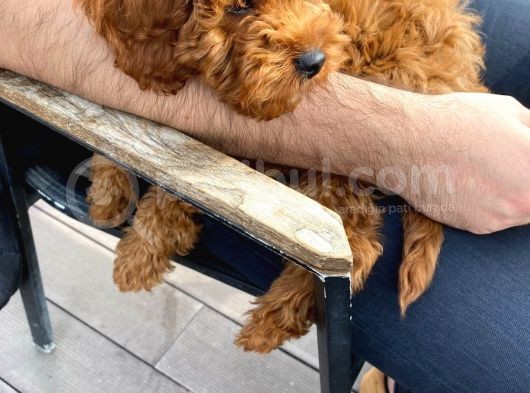 Toy Poodle 3 Aylık görsel