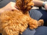 Toy Poodle 3 Aylık