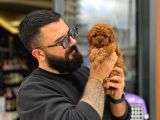 toy poodle yavruları