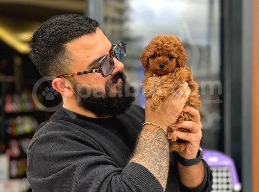 Toy Poodle Yavruları
