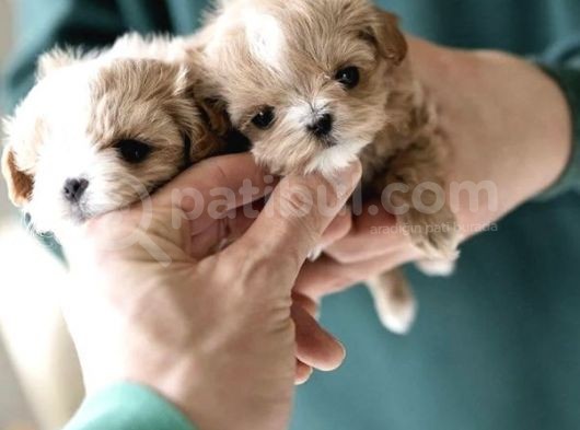 Yarışma Düzeyi Kore Mikro Boy Maltipoo Cindy görsel