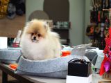 Pomeranian Tedy Bear