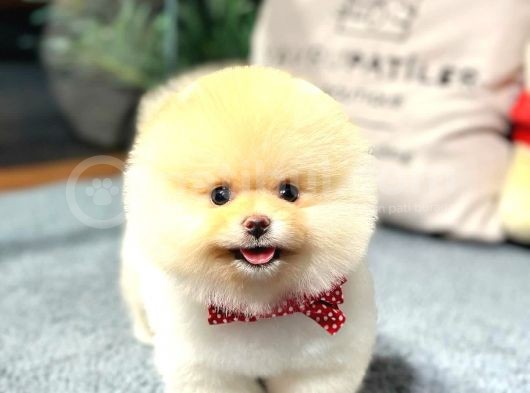 Yavru Patiler Güvencesiyle Pomeranian Yavrular