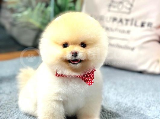Yavru Patiler Güvencesiyle Pomeranian Yavrular görsel