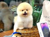 Yavru Patiler Güvencesiyle Pomeranian Yavrular