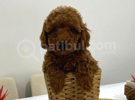 Harika Red Toy Poodle Bebekler görsel