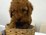Harika Red Toy Poodle Bebekler