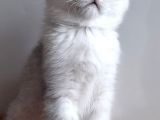 Scottish Straight Shorthair Ns 11 Silver Erkek