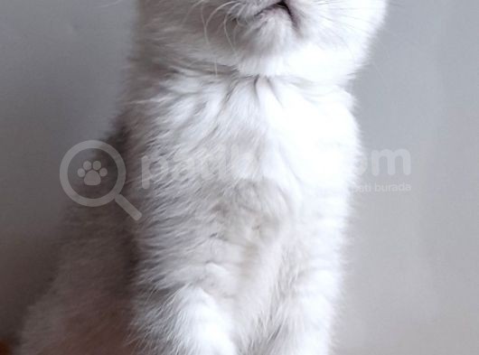 Scottish Straight Shorthair Ns 11 Silver Erkek görsel