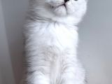 Scottish Straight Shorthair Ns 11 Silver Erkek