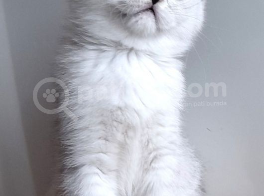 Scottish Straight Shorthair Ns 11 Silver Erkek görsel