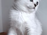 Scottish Straight Shorthair Ns 11 Silver Erkek
