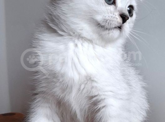 Scottish Straight Shorthair Ns 11 Silver Erkek görsel