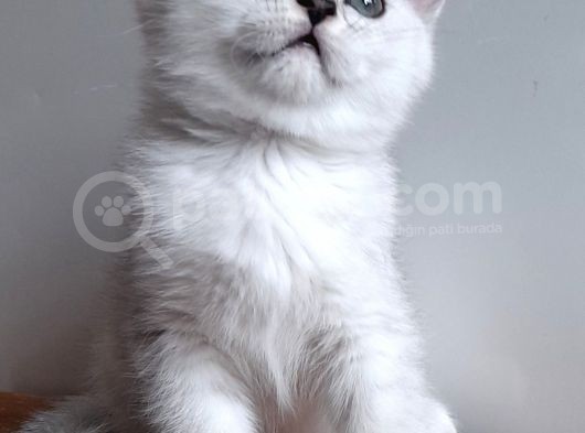 Scottish Straight Shorthair Ns 11 Silver Erkek