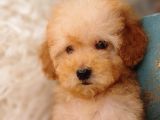 Irk Ve Sağlık Garantili Toy Poodle