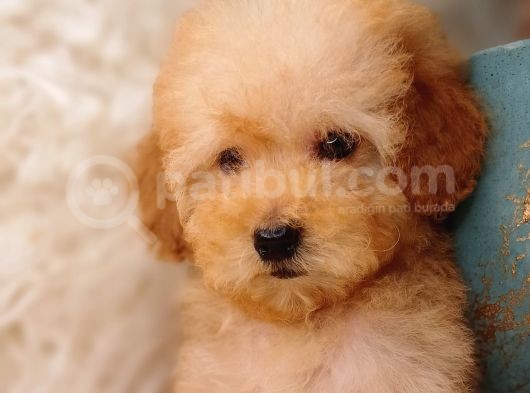 Irk Ve Sağlık Garantili Toy Poodle görsel