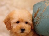 Irk Ve Sağlık Garantili Toy Poodle