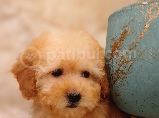 Irk Ve Sağlık Garantili Toy Poodle görsel