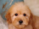 Irk Ve Sağlık Garantili Toy Poodle